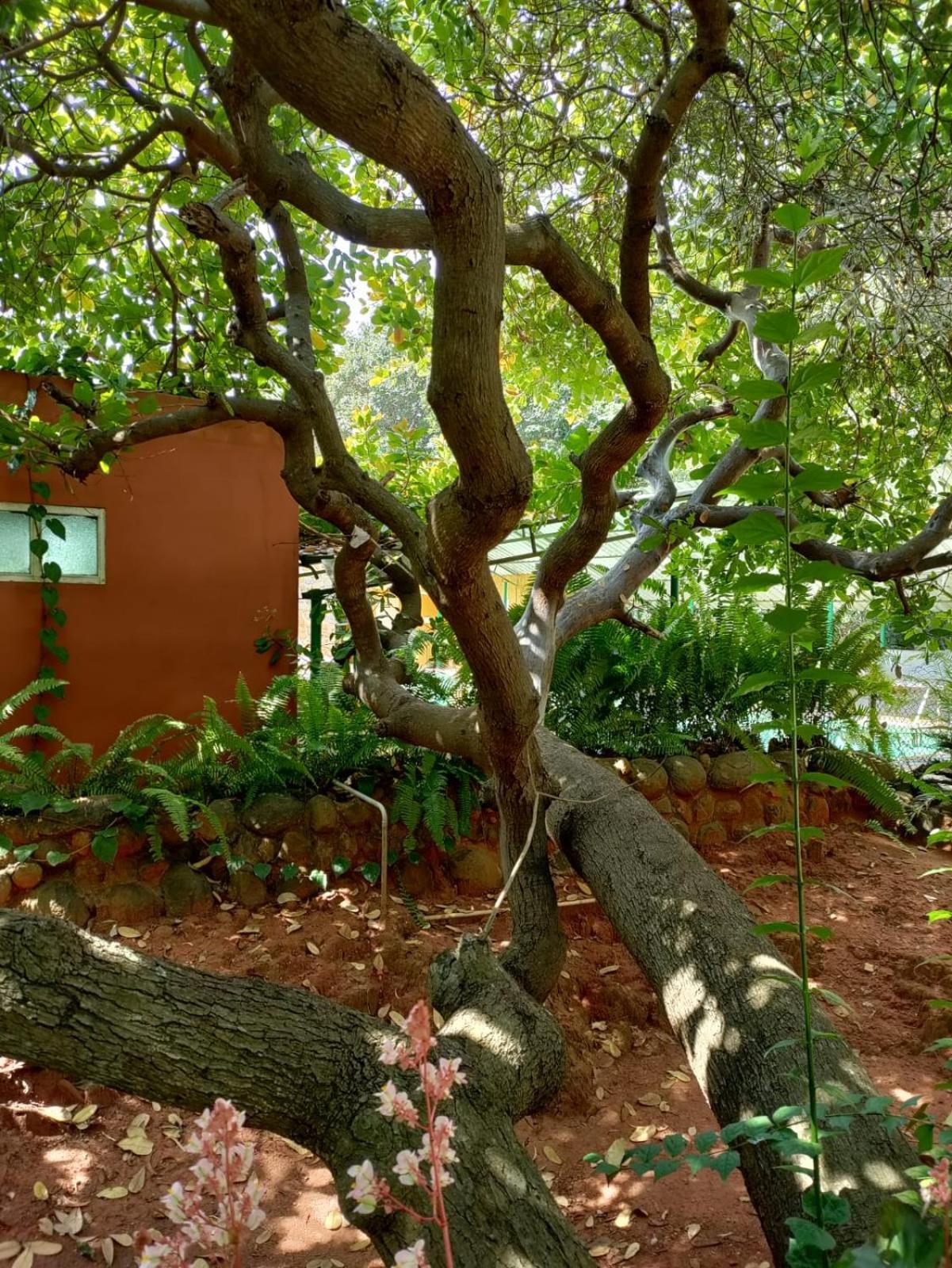 Inn Pondiville Forest Retreat Пондичерри Экстерьер фото